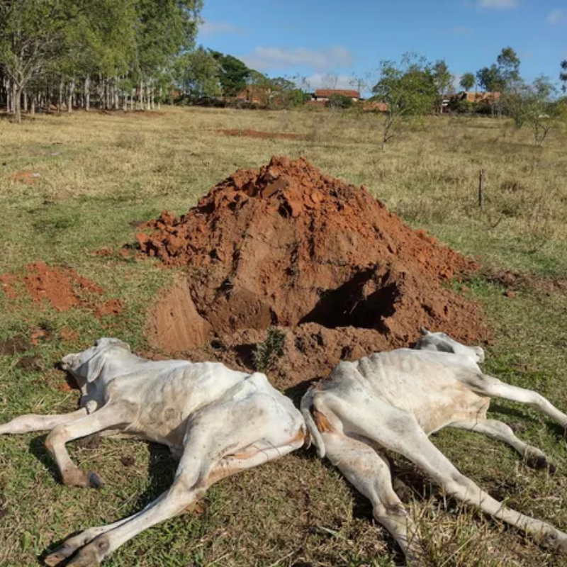 TupãCity Proprietário rural é multado em R 48 mil por maus tratos e